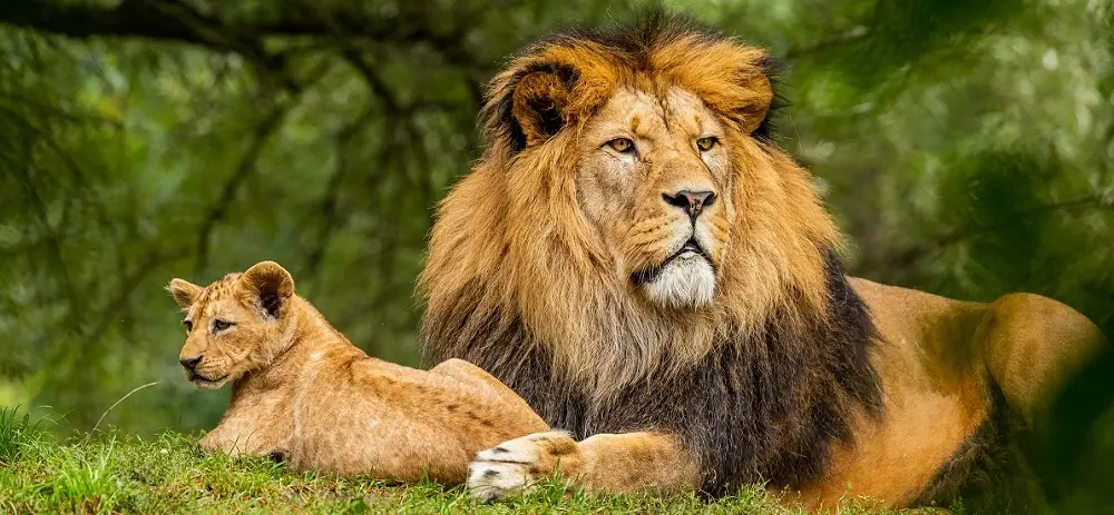 Asiatic lions at Gir National Park